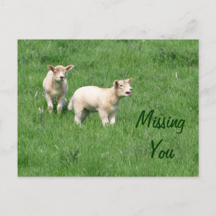 Baby Lambs Postcard-Missing You Postcard