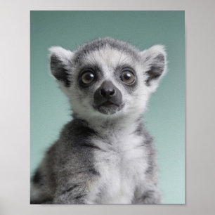 Baby Lemur Portrait – Cute Nursery Animal Wall Art
