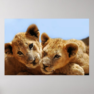Baby lion love poster