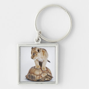 Baby lion standing on tortoise, white background keychain