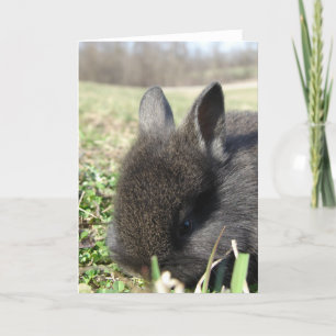 Baby Lionhead Bunny Card