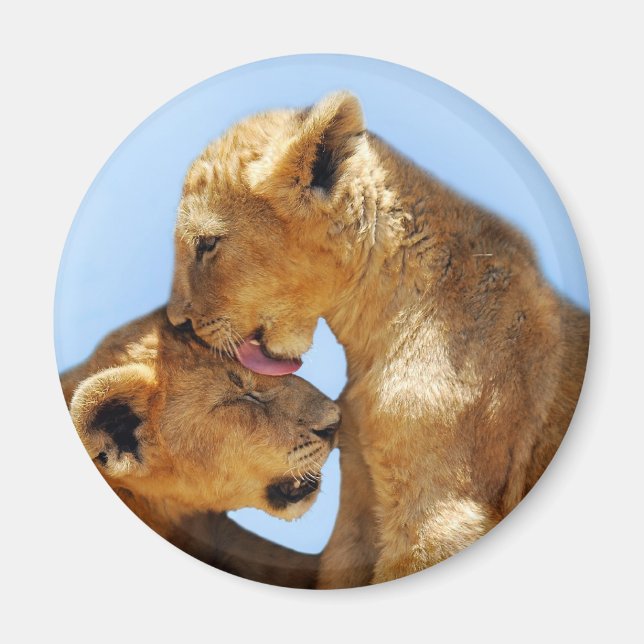 Baby lions love magnet (Front)