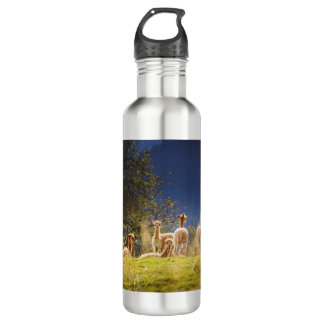 Baby Llamas in a Field 710 Ml Water Bottle