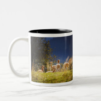 Baby Llamas in a Field Two-Tone Coffee Mug