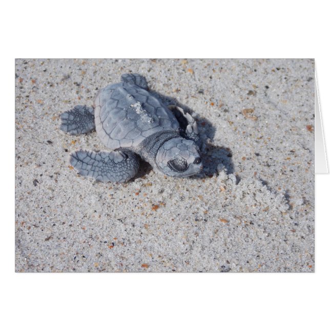 Baby Loggerhead (Front Horizontal)
