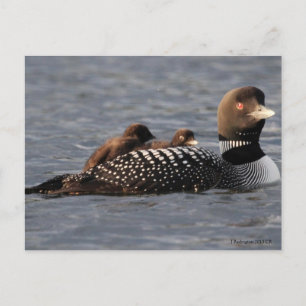 Baby Loons on board post card