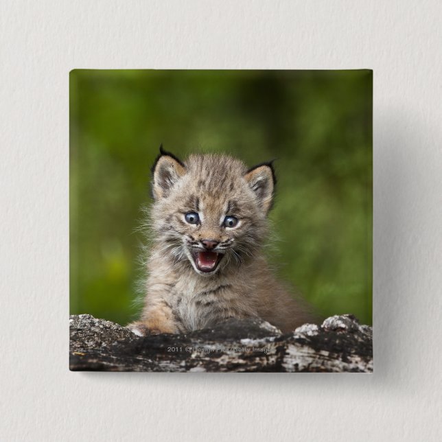 Baby Lynx  Looking Over A Fallen Tree 2 Inch Square Button (Front)