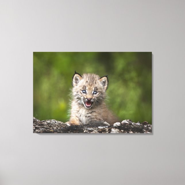 Baby Lynx  Looking Over A Fallen Tree Canvas Print (Front)