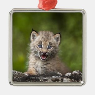 Baby Lynx Looking Over A Fallen Tree Metal Ornament
