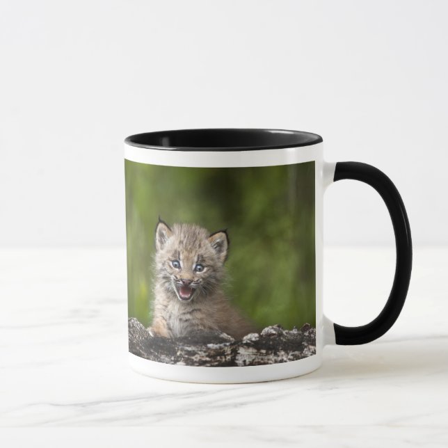 Baby Lynx  Looking Over A Fallen Tree Mug (Right)