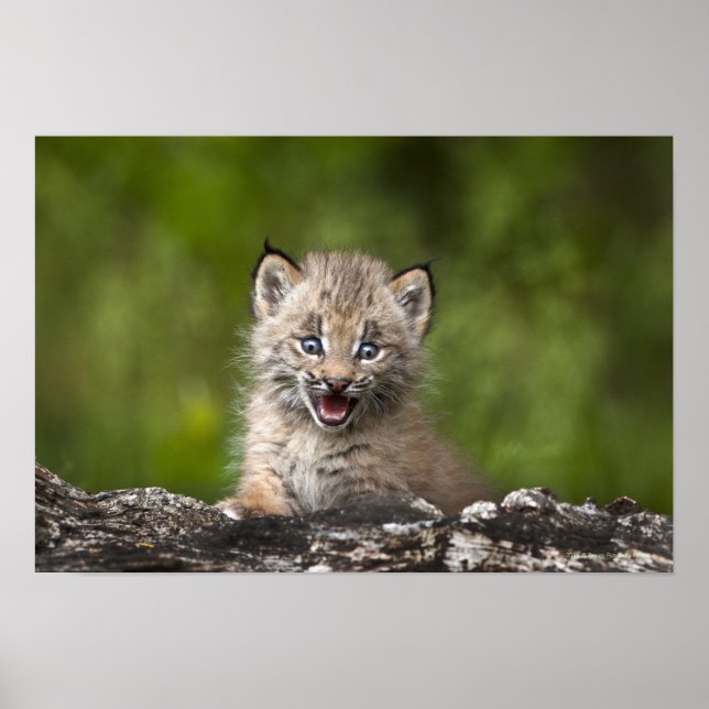 Baby Lynx  Looking Over A Fallen Tree Poster (Front)