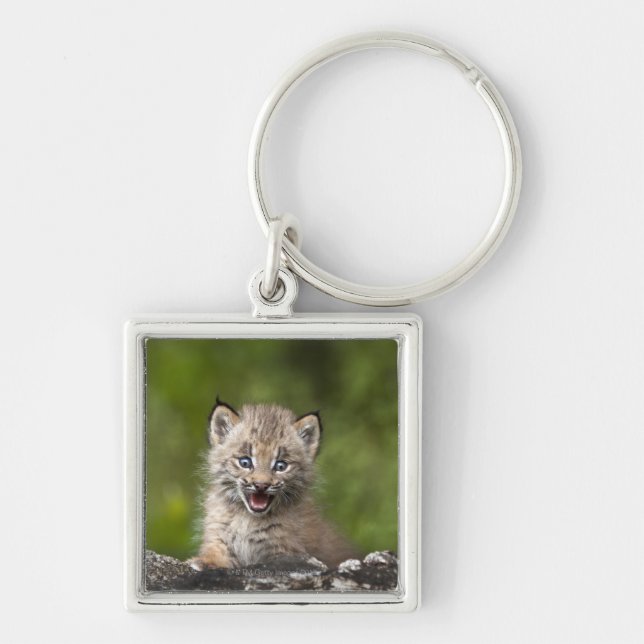 Baby Lynx (Lynx Canadensis) Looking Over A Keychain (Front)