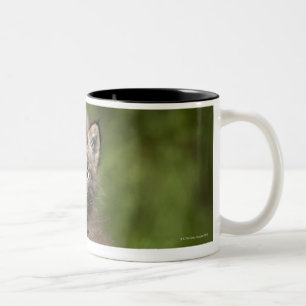 Baby Lynx (Lynx Canadensis) Looking Over A Two-Tone Coffee Mug