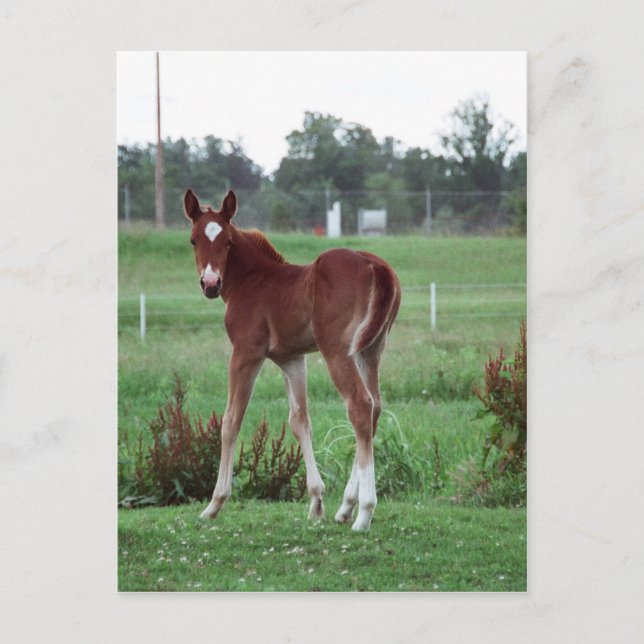Baby Lynx Postcard (Front)