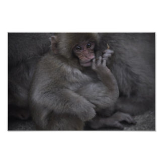 Baby Macaque, Macaco Bebe Photo Print
