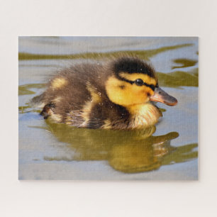 Baby Mallard Duck Swimming Jigsaw Puzzle
