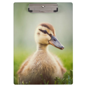 Baby Mallard Ducking Clipboard