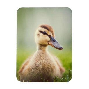 Baby Mallard Ducking Magnet