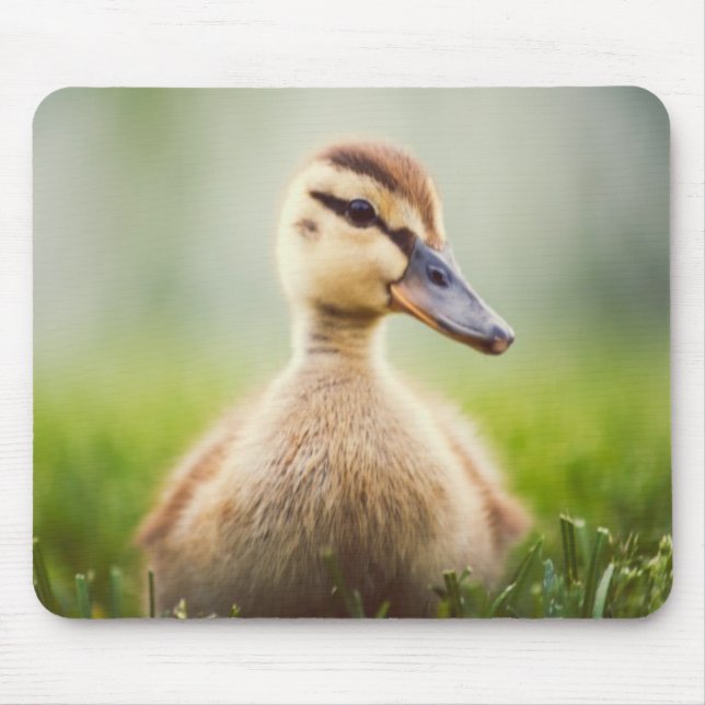 Baby Mallard Ducking Mouse Pad (Front)