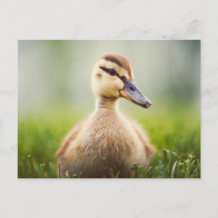 Baby Mallard Ducking Postcard