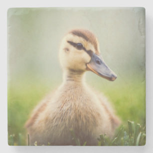 Baby Mallard Ducking Stone Coaster