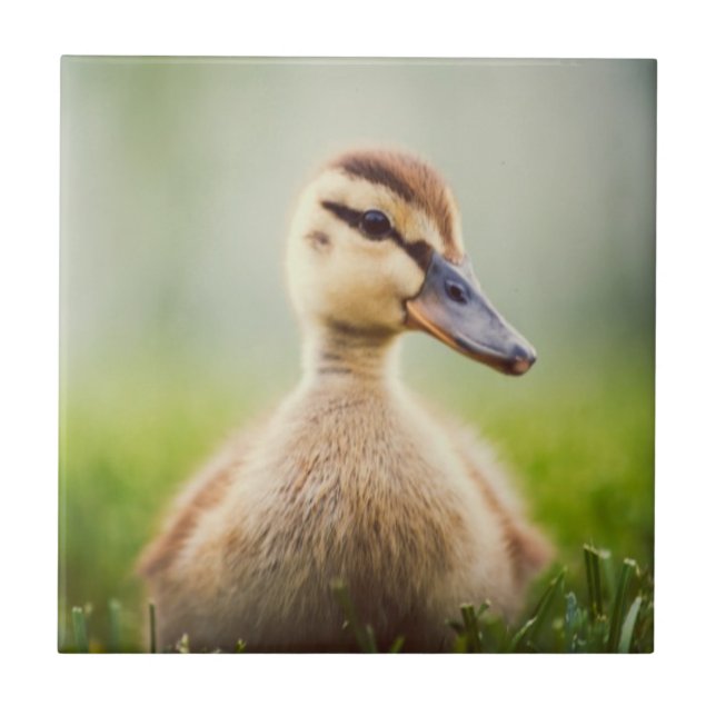 Baby Mallard Ducking Tile (Front)