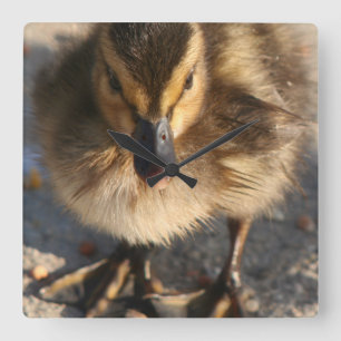 Baby Mallard Duckling Ducks Wildlife Animals Square Wall Clock