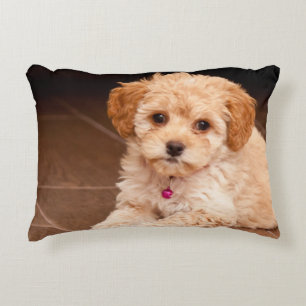 Baby Maltese poodle mix or maltipoo puppy dog Accent Pillow
