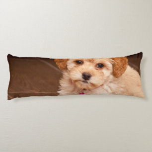 Baby Maltese poodle mix or maltipoo puppy dog Body Pillow