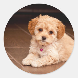 Baby Maltese poodle mix or maltipoo puppy dog Classic Round Sticker