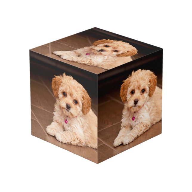 Baby Maltese poodle mix or maltipoo puppy dog Cube (Front Angled)