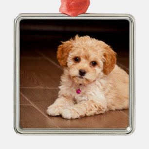 Baby Maltese poodle mix or maltipoo puppy dog Metal Ornament