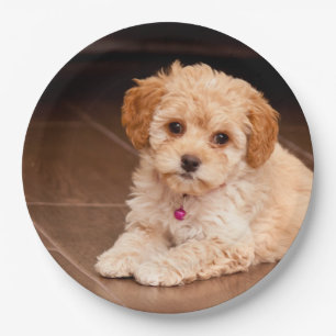 Baby Maltese poodle mix or maltipoo puppy dog Paper Plate