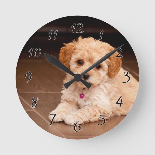Baby Maltese poodle mix or maltipoo puppy dog Round Clock (Front)