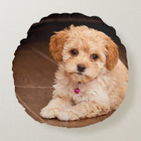 Baby maltese poodle cheap