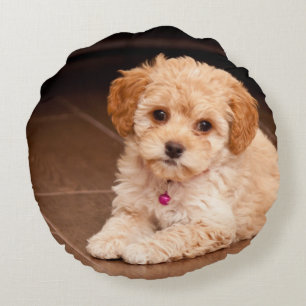 Baby Maltese poodle mix or maltipoo puppy dog Round Pillow