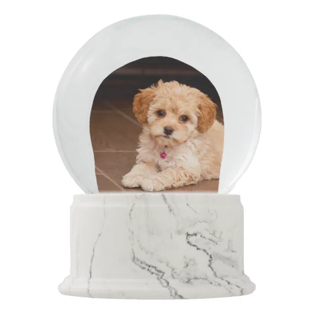 Baby maltese poodle cheap