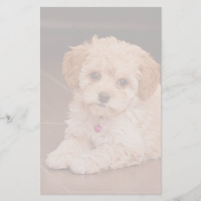 Baby Maltese poodle mix or maltipoo puppy dog Stationery (Front)