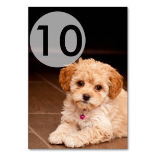 Baby Maltese poodle mix or maltipoo puppy dog Table Number