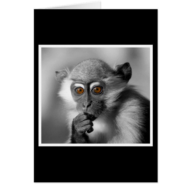 Baby Mangabey Monkey (Front)