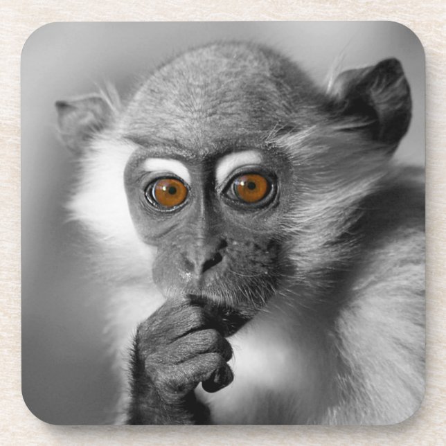 Baby Mangabey Monkey Coaster (Front)