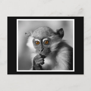 Baby Mangabey Monkey Postcard