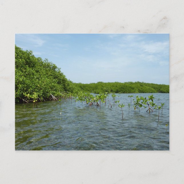 Baby Mangrove Trees in the Caribbean  Postcard (Front)