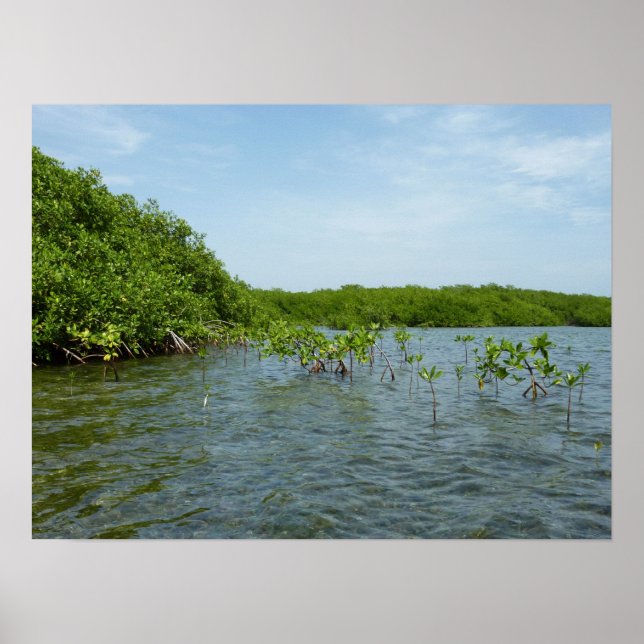 Baby Mangrove Trees in the Caribbean  Poster (Front)