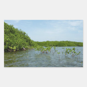 Baby Mangrove Trees in the Caribbean  Sticker