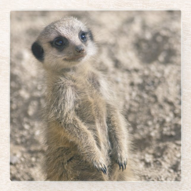 Baby Meerkat Glass Coaster (Front)