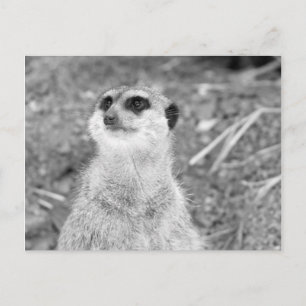 "Baby Meerkat" Postcard