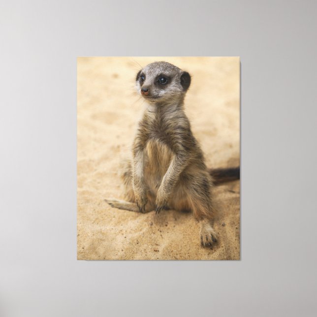 Baby Meerkat Sitting In The Sand Canvas Print (Front)