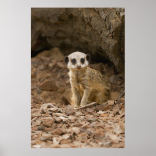 Baby Meerkat's Precious Pose Poster