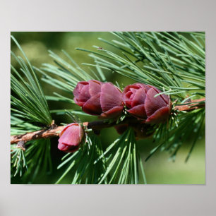 Baby Miniature Pine Cones Nature Poster